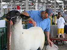 farmer shearing a sheep