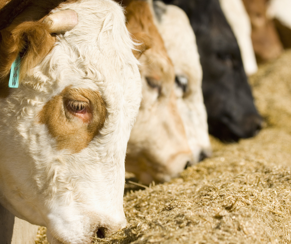 Cattle Feedyard Safety Great Plains Center For Agricultural Health