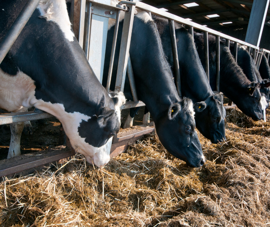 Cattle feedyard