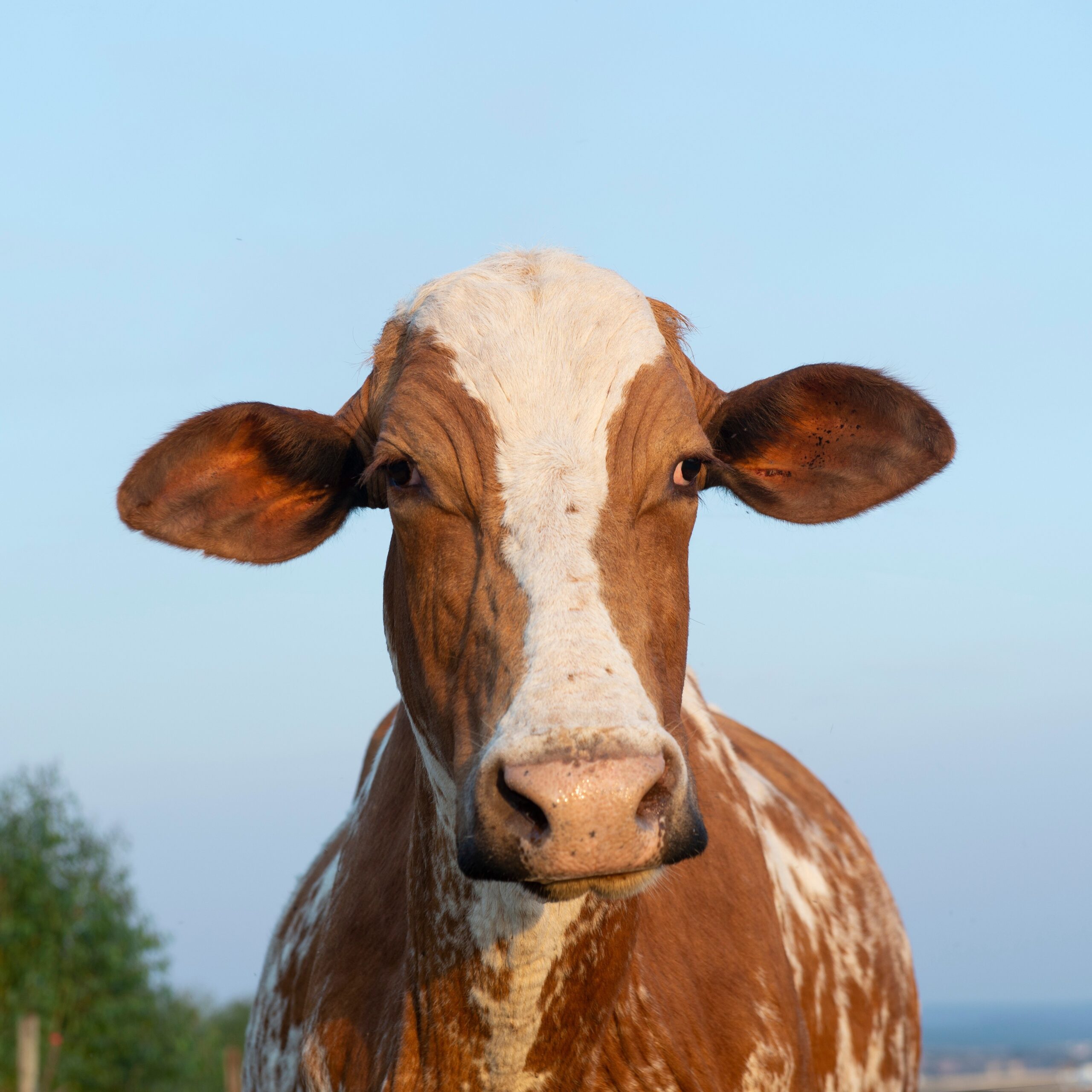 Holstein Friesian Cow