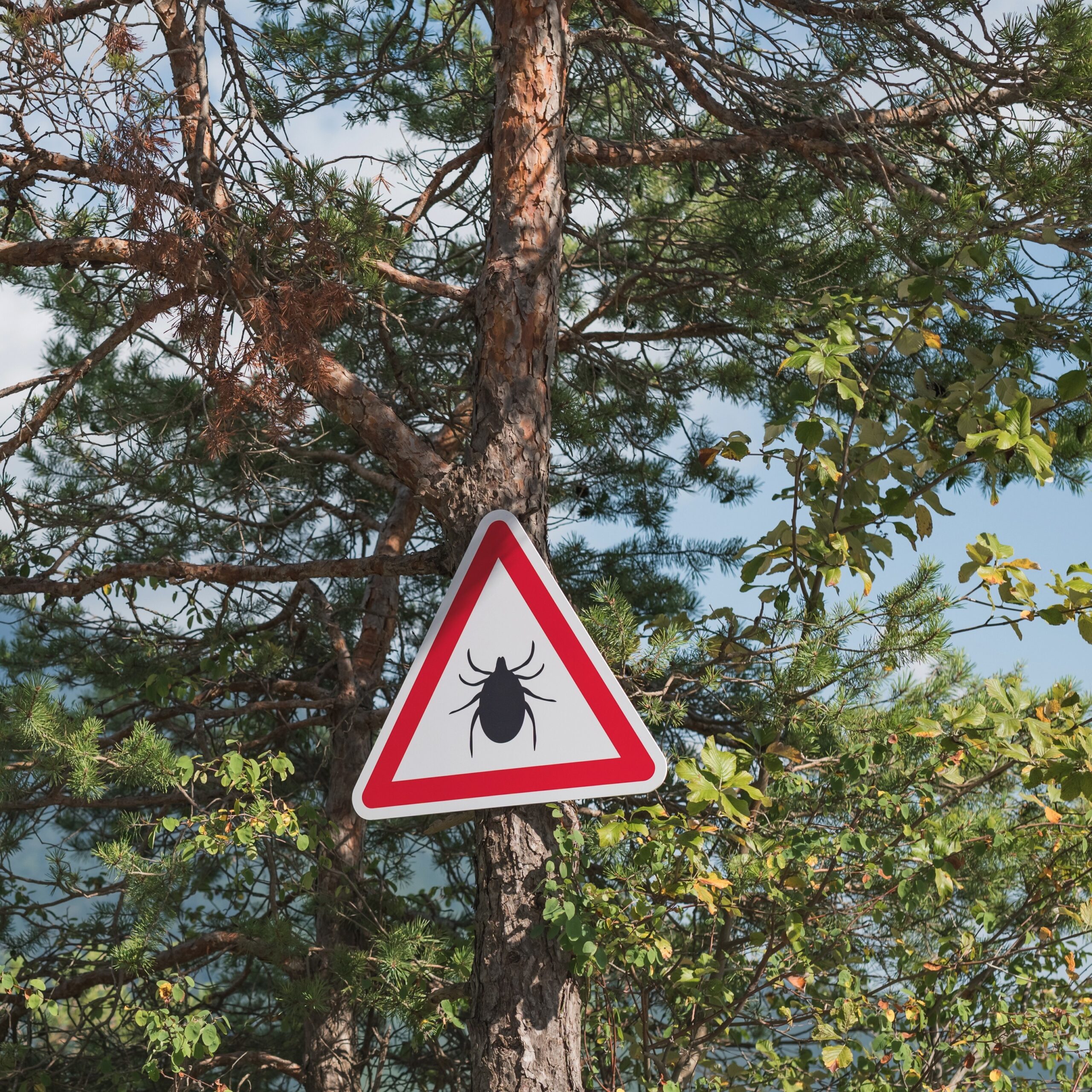 A warning sign cautioning ticks in the forest.