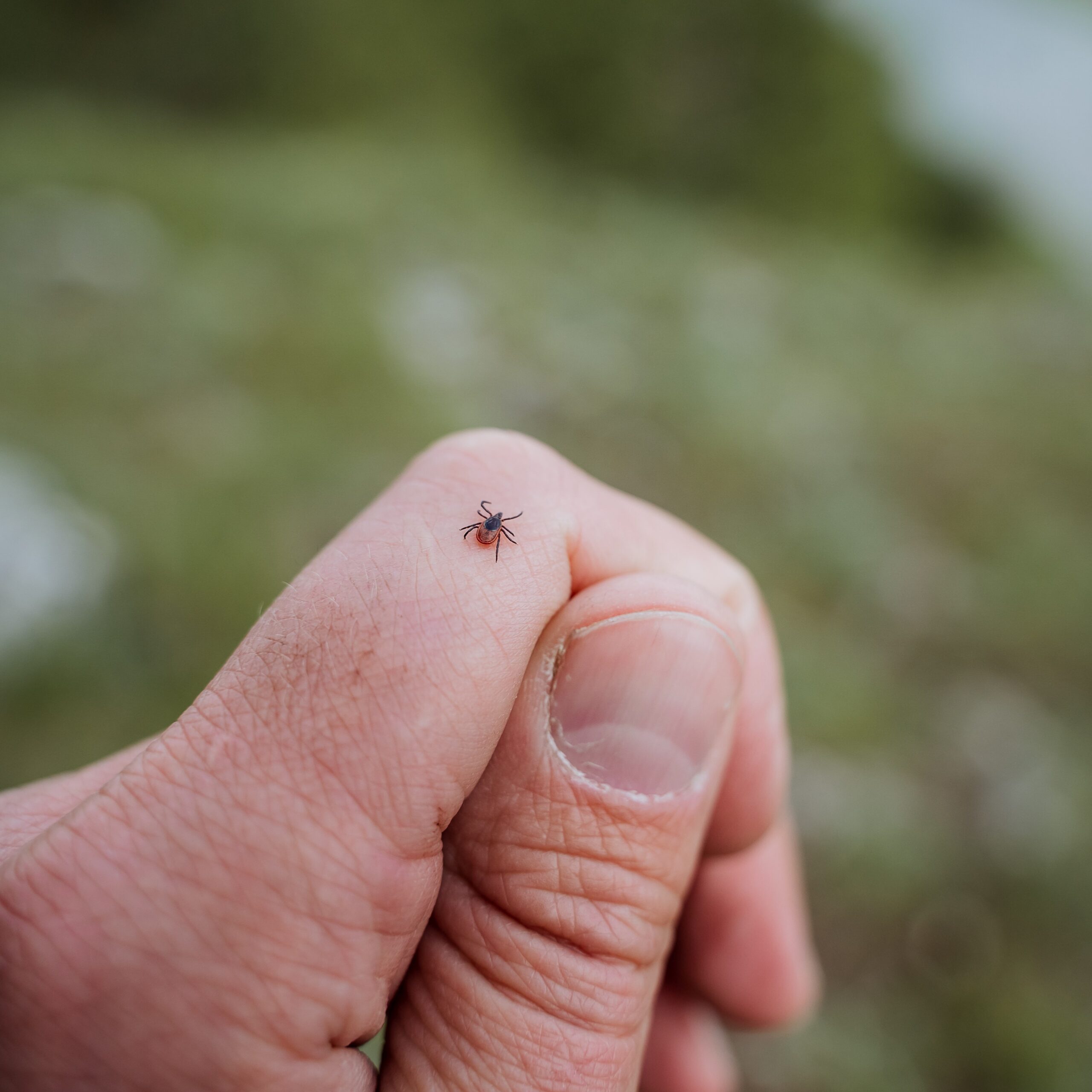 Tick crawling on hand